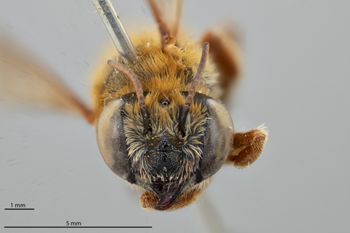 Media type: image;   Entomology 786011 Aspect: head frontal view